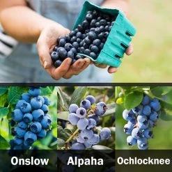 3-in-1 Blueberry Bush (Southern Highbush) -Garden-Plants 3 up Southern 1
