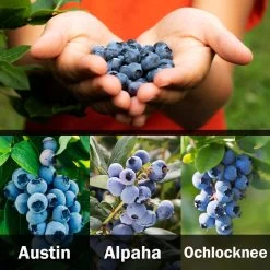 3-in-1 Blueberry Bush (Southern Highbush) -Garden-Plants 3 up Southern 2 Austin