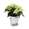 White Poinsettia In Birch Pot -Garden-Plants 4IN Birch Pot White Poinsettia 600x600 492ecacd 240c 40aa be9f 86b09589bb76