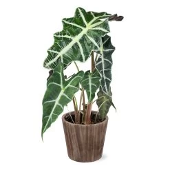 Alocasia Polly With Decorative Pot -Garden-Plants 5IN Brown Wilson with Alocasia Poly e43f88d9 a535 43db b620 678cc676ce45