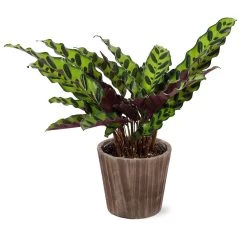 Calathea Rattlesnake With Decorative Pot -Garden-Plants 5IN Brown Wilson with Calathea Rattlesnake
