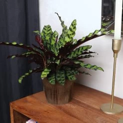 Calathea Rattlesnake With Decorative Pot -Garden-Plants 5IN Brown Wilson with Calathea Rattlesnake 5