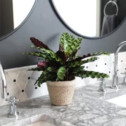 Calathea Rattlesnake With Decorative Pot -Garden-Plants 5IN Brown Wilson with Calathea Rattlesnake 6