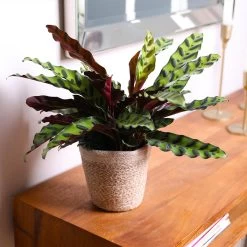 Calathea Rattlesnake With Decorative Pot -Garden-Plants 5IN Brown Wilson with Calathea Rattlesnake 7