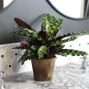 Calathea Rattlesnake With Decorative Pot -Garden-Plants 5IN Brown Wilson with Calathea Rattlesnake600x600