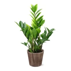 5-Inch ZZ Plant In Decorative Pot -Garden-Plants 5IN Brown Wilson with ZZ
