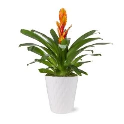 5-Inch Bromeliad In Decorative Pot -Garden-Plants 5IN Evi Orange Intenso Bromeliad with Moss Topping