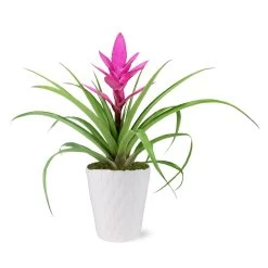 5-Inch Bromeliad In Decorative Pot -Garden-Plants 5IN Evi Pink Antonio Bromeliad with Moss Topping 1