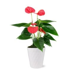 Pink Anthurium -Garden-Plants 5IN Evi Sweet Dream Pink Anthurium with Moss Topping
