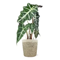 Alocasia Polly With Decorative Pot -Garden-Plants 5IN Jute with Alocasia Poly 39282069 e2ce 4123 89c6 404869a804ad