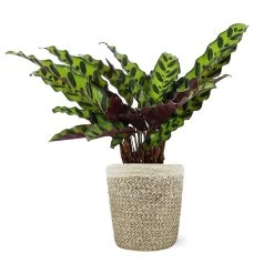 Calathea Rattlesnake With Decorative Pot -Garden-Plants 5IN Jute with Calathea Rattlesnake