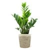 5-Inch ZZ Plant In Decorative Pot -Garden-Plants 5IN Jute with ZZ 600x600 1