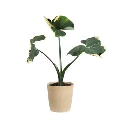 Mickey Mouse Alocasia (Alocasia Xanthosoma Variegata) -Garden-Plants ALO MIC3 beigedelilah