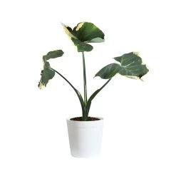 Mickey Mouse Alocasia (Alocasia Xanthosoma Variegata) -Garden-Plants ALO MIC3 whitedelilah 38f3c4b4 bd7c 4b9a a675 090072276166