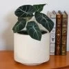 Alocasia Black Velvet -Garden-Plants ALocasia Black Velvet FGT 600x600 0116f4c4 82f9 4446 b11b 3ec62b7ae690