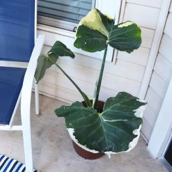 Mickey Mouse Alocasia (Alocasia Xanthosoma Variegata) -Garden-Plants ALocasia Mickey Mouse 1