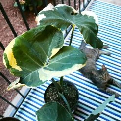 Mickey Mouse Alocasia (Alocasia Xanthosoma Variegata) -Garden-Plants ALocasia Mickey Mouse 2
