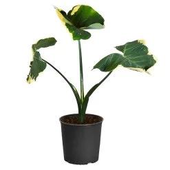 Mickey Mouse Alocasia (Alocasia Xanthosoma Variegata) -Garden-Plants ALocasia Mickey Mouse 4