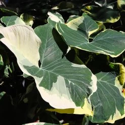 Mickey Mouse Alocasia (Alocasia Xanthosoma Variegata) -Garden-Plants ALocasia Mickey Mouse 5