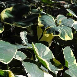 Mickey Mouse Alocasia (Alocasia Xanthosoma Variegata) -Garden-Plants ALocasia Mickey Mouse 6