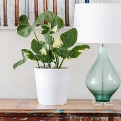 Mickey Mouse Alocasia (Alocasia Xanthosoma Variegata)