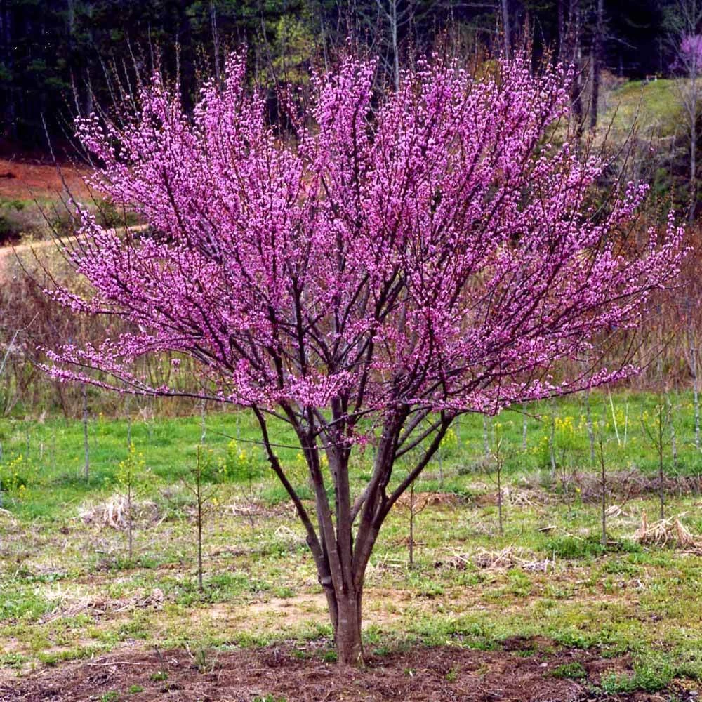 Ace Of Hearts Redbud Tree 6 Ace Of Hearts Redbud Tree - Image 4