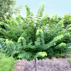 Ace Of Hearts Redbud Tree 9 Ace Of Hearts Redbud Tree -Garden-Plants Ace of Hearts 2