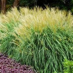 Adagio Maiden Grass -Garden-Plants Adagio Madien Grass 3 FGT
