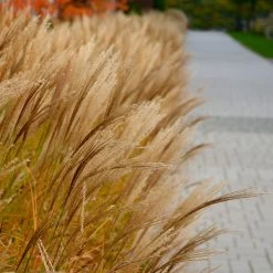 Adagio Maiden Grass -Garden-Plants Adagio Madien Grass 7 FGT