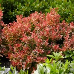 Admiration Barberry Shrub -Garden-Plants Admiration Barberry 1