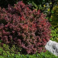 Admiration Barberry Shrub -Garden-Plants Admiration Barberry 2