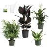 Air-Purifying House Plant Kit -Garden-Plants Air Purifying 600x600 5c43e1c2 c436 44bb b11b 872821d8d685