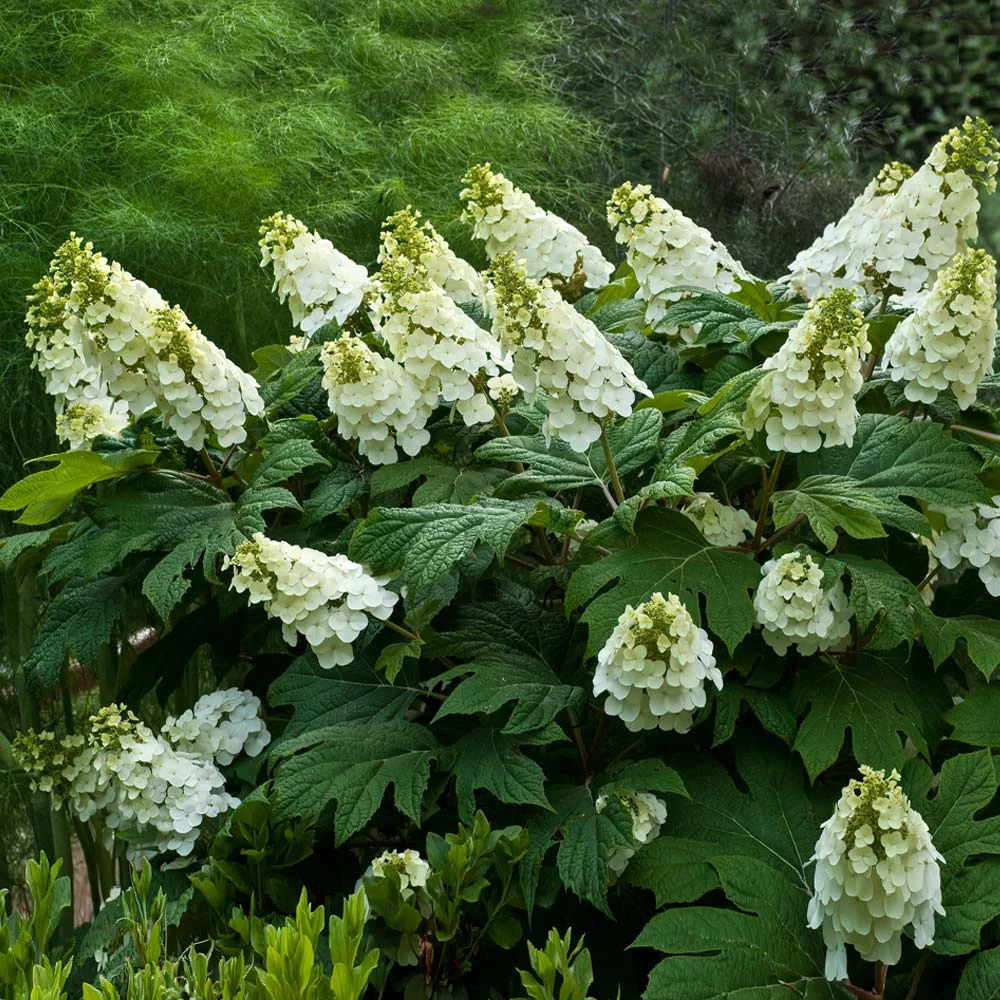 Alice Oakleaf Hydrangea 4 Alice Oakleaf Hydrangea - Image 2