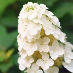 Alice Oakleaf Hydrangea 8 Alice Oakleaf Hydrangea -Garden-Plants Alice Oakleaf Hydrangea 2