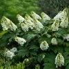 Alice Oakleaf Hydrangea -Garden-Plants Alice Oakleaf Hydrangea FGT 600x600 114553d2 b957 41b8 81e9 36bf1662cd52