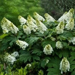 Alice Oakleaf Hydrangea