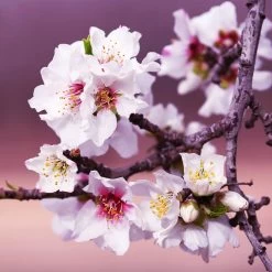 All-in-One Almond Tree -Garden-Plants All in One Almond 3 213f37af fac9 49c5 8a19 0aa42ca679e9