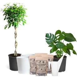 Braided Benjamina Ficus Tree -Garden-Plants AllinOneHouseplant Kit 83e71623 4d23 4ad7 9a8a 9f6d69eff37b