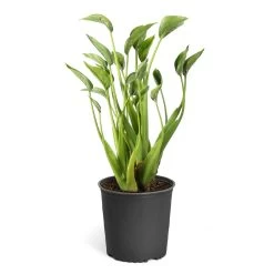 Tiny Dancer Alocasia Plant -Garden-Plants Alocasia Tiny Dancer standard