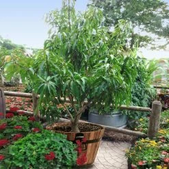 Alphonso Mango -Garden-Plants Alphonso Mango 1 FGT