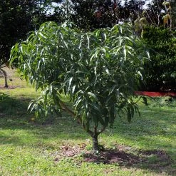 Alphonso Mango -Garden-Plants Alphonso Mango 6 FGT