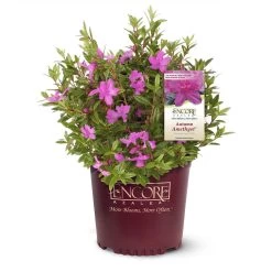 Autumn Amethyst® Encore® Azalea -Garden-Plants Amathyst Encore Azalea 1