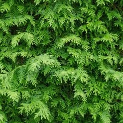 American Arborvitae 10 American Arborvitae -Garden-Plants American Arborvitae