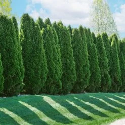 American Arborvitae 12 American Arborvitae -Garden-Plants American Arborvitae 2 FGT