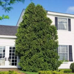 American Arborvitae 13 American Arborvitae -Garden-Plants American Arborvitae 6