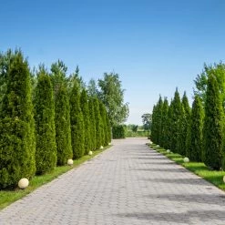 American Arborvitae 11 American Arborvitae -Garden-Plants American Arborvitae 8 FGT