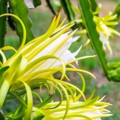 American Beauty Dragon Fruit -Garden-Plants American Beauty Dragon Friuit 3