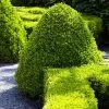 American Boxwood Shrub -Garden-Plants American Boxwood FGT 600x600 b976cdb1 20b7 42ea 8427 cd442be88a38