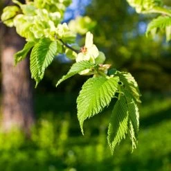 American Elm Tree -Garden-Plants American Elm Tree 2 FGT