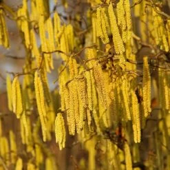 American Hazelnut Filbert -Garden-Plants American Hazelnut 2